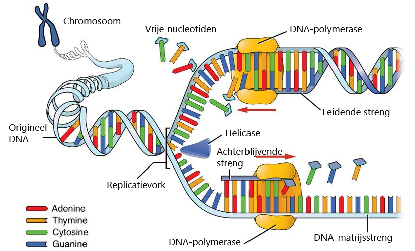 Illustratie van DNA-replicatie