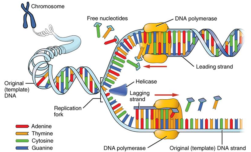 Illustration of DNA replication