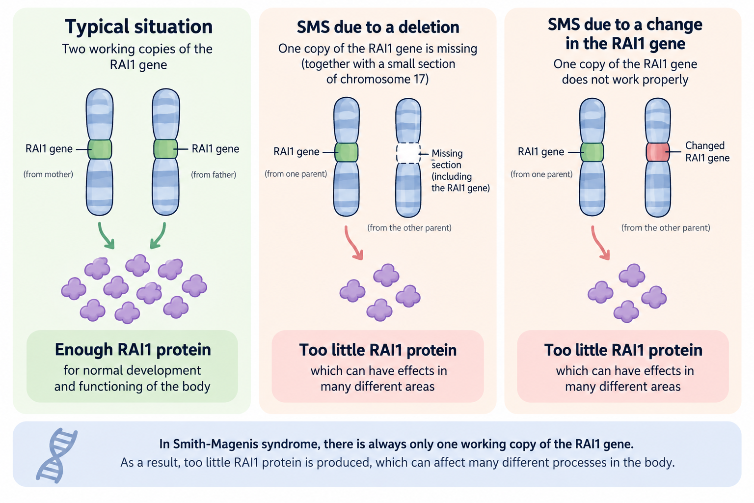 Illustration of RAI1 genes