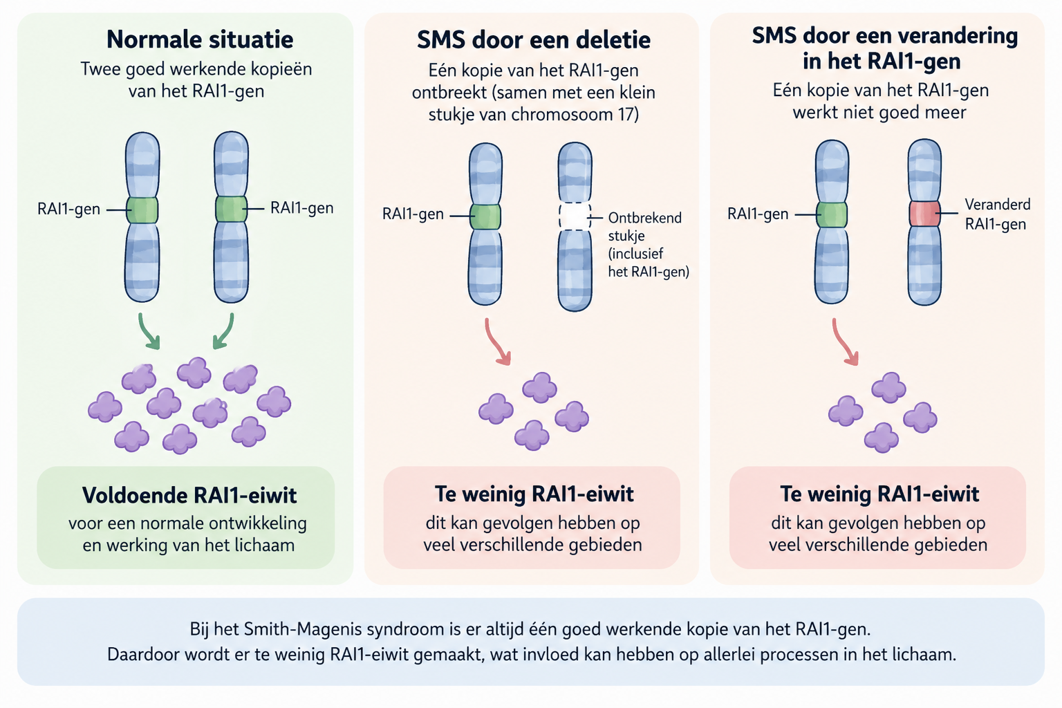 Illustratie van rai1-genen